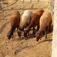 بره هترو .نژاد دار‌. بره ماده.هیترو .بره داشتی|حیوانات مزرعه|سبزوار, رباط|دیوار