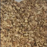 پوست پسته جهت تولید کربن ذغال