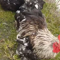 یه جفت کبوتر پرشی|پرنده|رشت, تازه آباد|دیوار