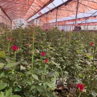 گلخانه ی رز شاخه بریده|استخدام صنعتی، فنی، مهندسی|صفادشت, |دیوار