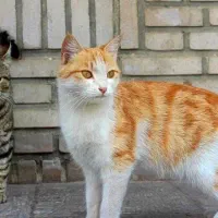 گربه خانگی
