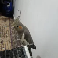 عروس هلندی نر وماده