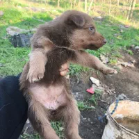 سگ ژرمن|سگ|لنگرود, |دیوار