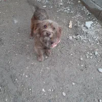 سگ پاکوتاه ماده