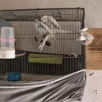 عروس هلندی معاوضه می‌کنم با جفت لوتینو رو جوجه|پرنده|کرمان, |دیوار