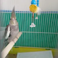 عروس هلندی نر