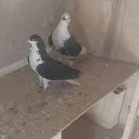 سیاهپوش|پرنده|محمدیه-قزوین, |دیوار