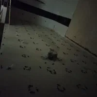 کاشی کاری سنگ کاری. خورده کاری  در خدمتیم|خدمات پیشه و مهارت|گناباد, |دیوار