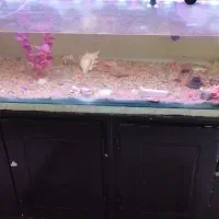 اکواریوم شیشه ای بزرگ|ماهی|فولادشهر, مسکن مهر فولادشهر|دیوار