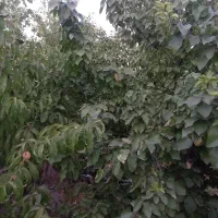 انواع زمین ۵۲۱ متری(درخت کاری ، دور دیوار ،سوله)|فروش زمین و ملک کلنگی|مشهد, درزآب|دیوار