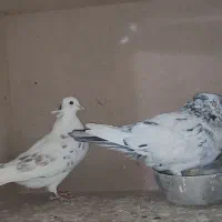 کفتر کل سفید ،کربلایی،پشتدار،پاکستانی،سرور معاوضه|پرنده|قنوات, |دیوار