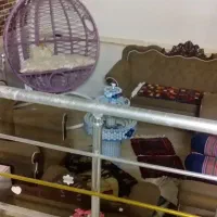 واگذاری اتاق رایگان به یک نفر خانم یا دختر دانشجو