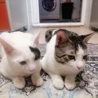 واگذاری گربه خونگی نر ۸ ماهه