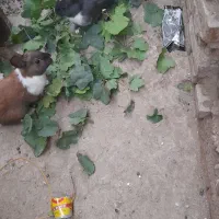 چهارتا باهم ۵۰۰|موش و خرگوش|گنبد کاووس, |دیوار