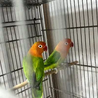 طوطی برزیلی|پرنده|قشم, |دیوار