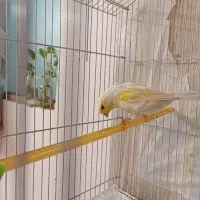 قناری موزاییکی زرد اورجینال|پرنده|سبزوار, ولیعصر (نجار آباد)|دیوار