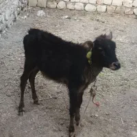 گوساله