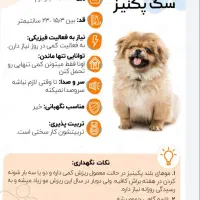 واگذاری فوری سگ پیکینیز