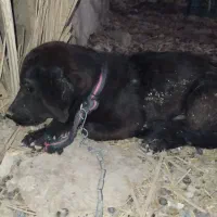 سگ پاکوتاه تربیت|سگ|زابل, |دیوار