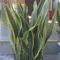 گل سانسوریا