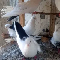سه جفت دم‌سیاه نروماده نوک قنار