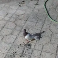 کفتر ،پرنده،