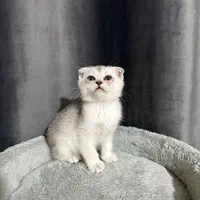 بچه گربه های اسکاتیش و بریتیش|گربه|شیراز, عفیف‌آباد|دیوار