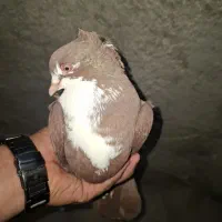 ماده ریش سرخ کاکل