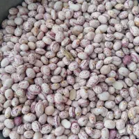 لوبیا چیتی صادراتی