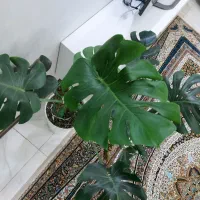 مانسترا برگ انجیری|گل و گیاه طبیعی|اسلامشهر, شهرک واوان|دیوار