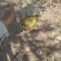 فروش عسل کوهی|خوردنی و آشامیدنی|فراشبند, |دیوار