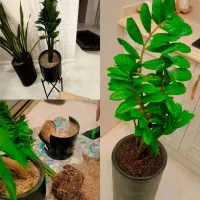 ویزیت دوره ای گیاهان،تعویض خاک،رفع مشکلات گیاهان