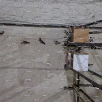 فنچ نرگسی مولد