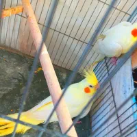 یه جفت عروس لوتیتو مولد جوان.دستی|پرنده|مینودشت, |دیوار