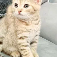 فروش۱عدد گربه از نژاد بریتیش اصیل قیمت۸تومان|گربه|رودسر, |دیوار