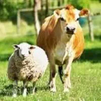آموزش پروار بندی گوسفند و گاو