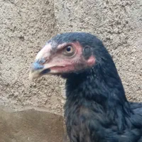 جوجه خروس لاری