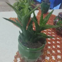 گل های کوچیک|گل و گیاه طبیعی|سلمان‌شهر, |دیوار