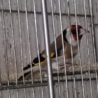 سهره تازع گیر