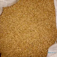 گندم بسیار تمیز