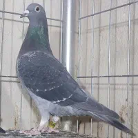 کبوتر پلاکی مسافتی جان آردن