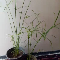 گلهای خانه من|گل و گیاه طبیعی|تبریز, |دیوار