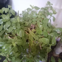 گل  و گیاه خانگی