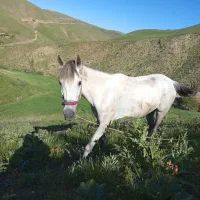 مادیان