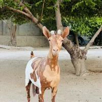 فروش یک عدد بز وارداتی اصل اصل|حیوانات مزرعه|بندرعباس, |دیوار