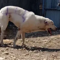 توله پژدر|سگ|بهار, |دیوار