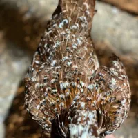 مرغ لری گلین خال دار