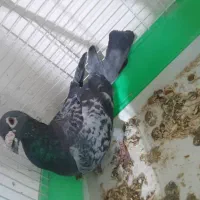 کبوتر|پرنده|گتوند, |دیوار