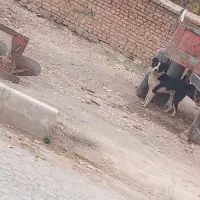 فروش یک قلاده سگ نگهبان