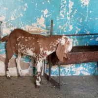 شنک ماده پنجاب|حیوانات مزرعه|سراوان, |دیوار